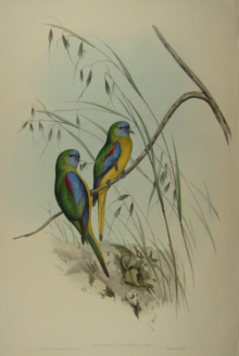 John Gould's Birds of Australia